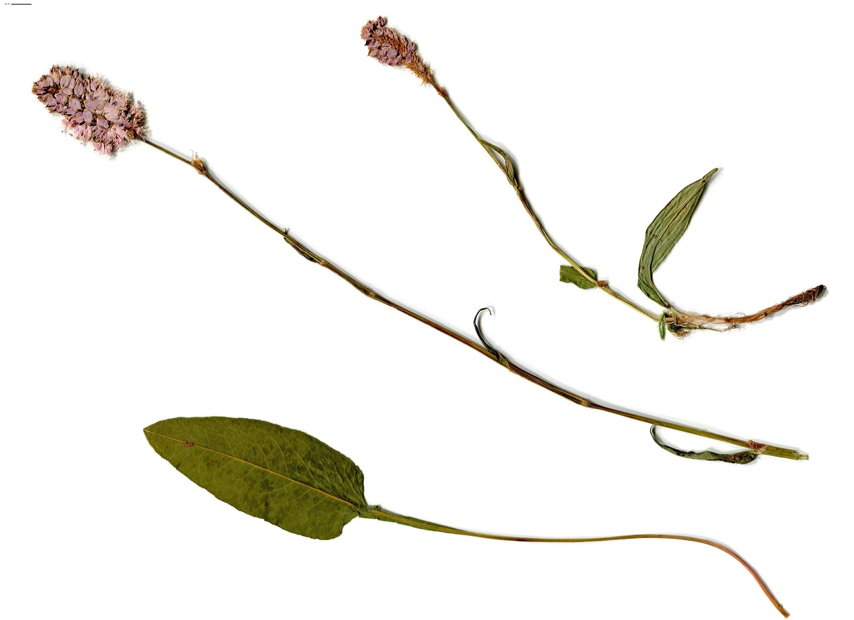 Bistorta officinalis (Polygonaceae)